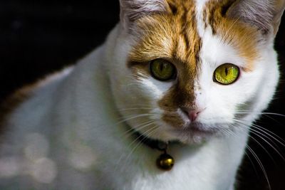 Close-up portrait of cat