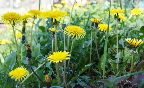 Close-up of yellow flowering plant on field