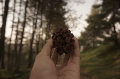 Pinecone raised by a hand in the middle of the wood