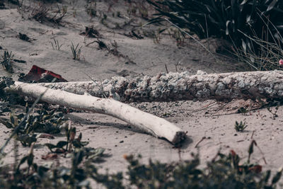 Close-up of log on field against trees in forest