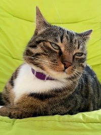 Close-up of cat resting on bed at home