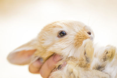 Close-up of hand holding rabbit over white background