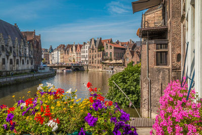 Flowering plants by river against buildings in city