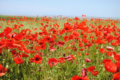 Close-up of red poppy flowers growing on field