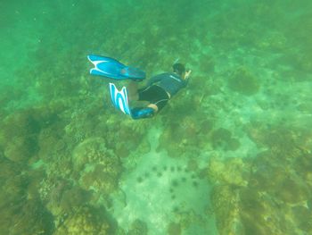 High angle view of fish swimming in sea