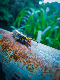 Close-up of insect on plant