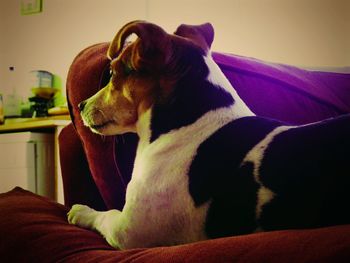 domestic animals
