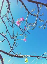 Low angle view of flowers against clear blue sky