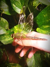 Close-up of hand holding plant leaves