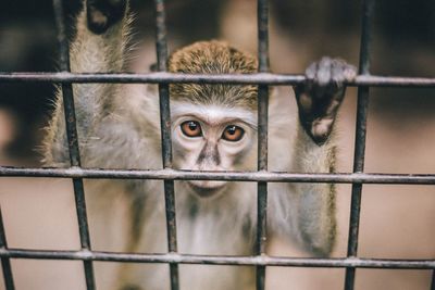 Portrait of monkey in cage