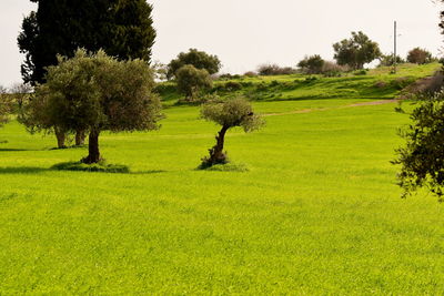 Trees on field against clear sky