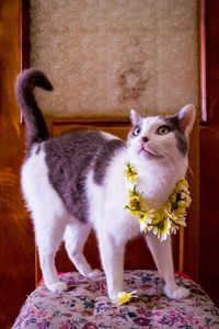 Close-up of cat sitting