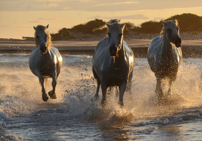 Horses running in water against sky during sunset