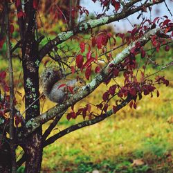 Close-up of tree branch