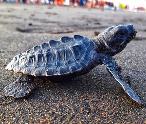 Close-up of turtle on road