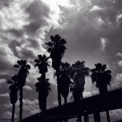 Low angle view of palm trees against cloudy sky