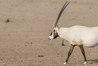 Arabian oryx walking in the desert of the middle east, arabian peninsula