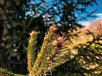 Close-up of pine tree