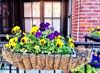 Colorful flowers blooming in park