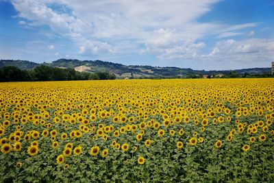 Scenic view of sunflower field against cloudy sky