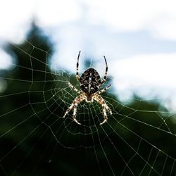 Close-up of spider on web