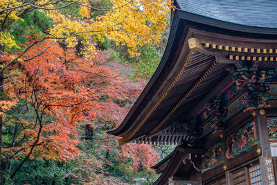 Low angle view of illuminated trees in temple during autumn