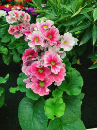 Close-up of pink flowering plant