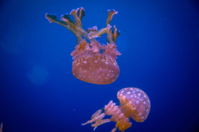 Contrasting jellyfish in a deep tank