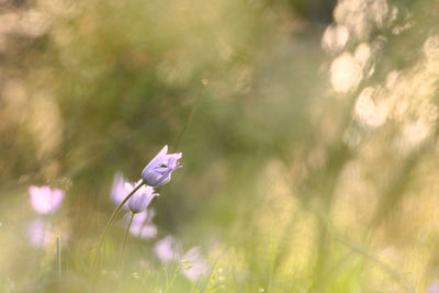 Close-up of butterfly on purple flower