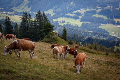 Horses in a field