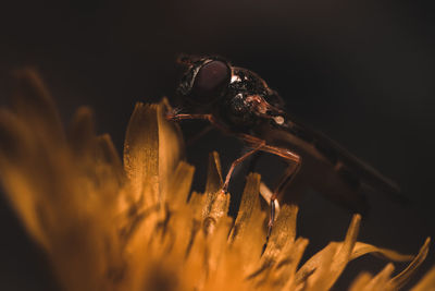 Close-up of insect on flower