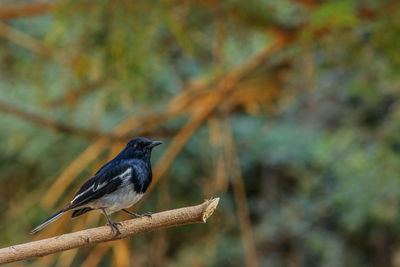 Close-up of bird perching on branch