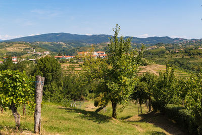 Trees and plants growing on field against sky