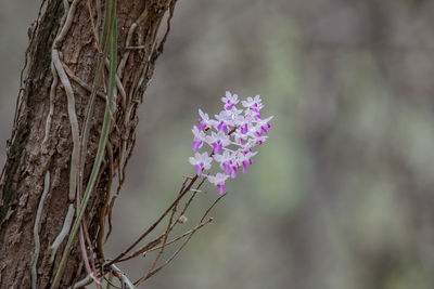 Close-up of purple flowering plant