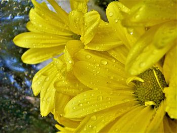 Close-up of wet yellow flower blooming outdoors