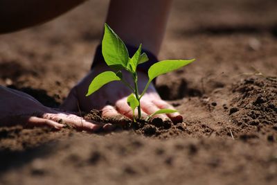 Close-up of young plant in sand