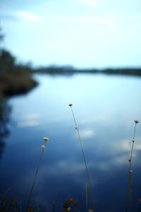 Close-up of plants against calm lake