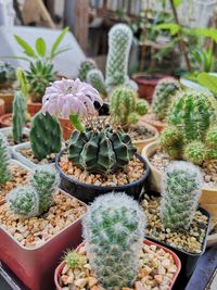 High angle view of succulent plants in yard