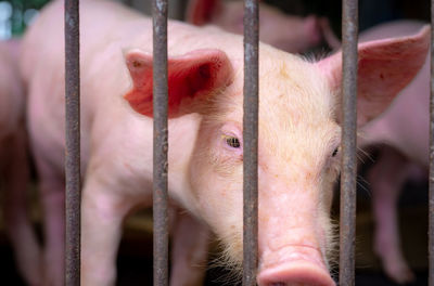 Close-up of pig in cage.