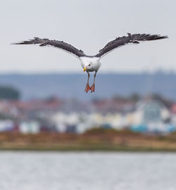 Seagulls flying over sea