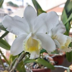 Close-up of white flower