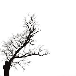 Low angle view of bare trees against clear sky