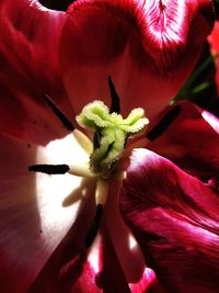 Close-up of red flowering plant