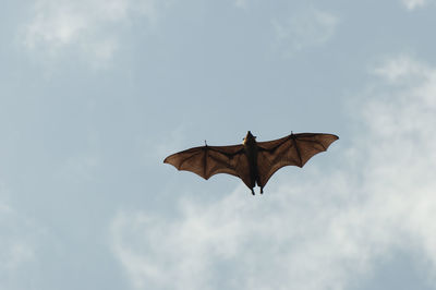 Low angle view of bird flying against sky