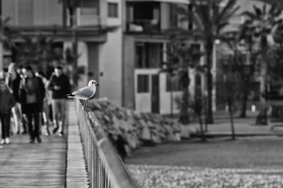 Seagull perching on railing in city