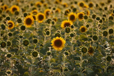 Close-up of sunflower field