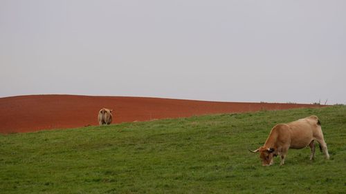 Cows grazing on field against clear sky