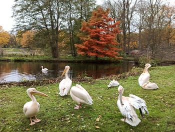 Ducks on a lake