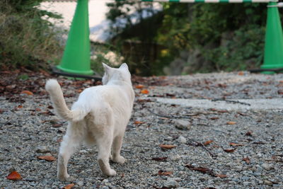 White cat standing on field