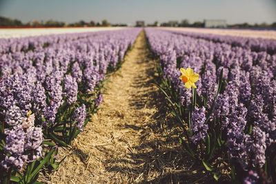 Purple flowers blooming on field